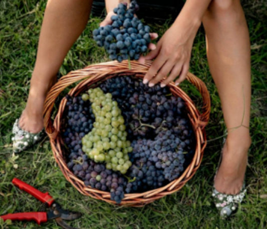 Natural vs Organic vs Biodynamic vs Preservative-Free Wine: Understanding the Differences