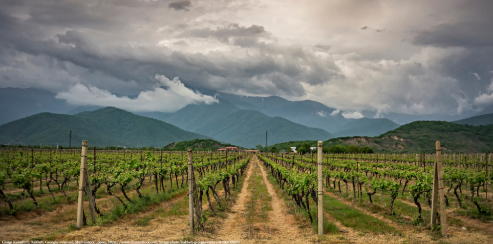 Georgian Grape Varieties: A Complete Guide to Characteristics and Food Pairings