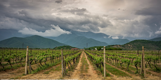 Georgian Grape Varieties: A Complete Guide to Characteristics and Food Pairings